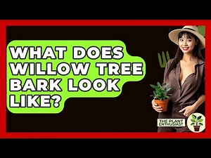 What Does Willow Tree Bark Look Like? - The Plant Enthusiast