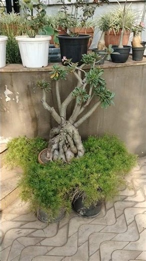 Adenium obesum Bonsai plant beautiful garden #prashantvankore