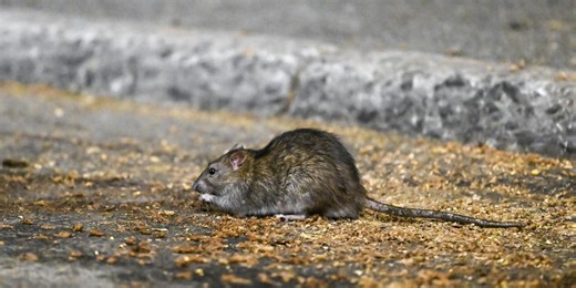 Washington officials issue frightening alert about toilet rats after historic floods