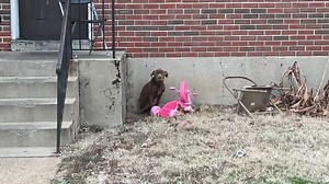 Our first rescue of the year. Meet Nico New Beginnings. He's so skinny it hurts. It felt really good to get him out of the cold and wind. It's sad that he was just waiting for someone...anyone....to be kind to him and help him. He's made all of us melt with those eyes that look into your soul. Let us know if you'd like to foster him/spoil him as soon as he's medically cleared! We are really full and will need to find foster homes for dogs before we can rescue more: Strayrescue.org/foster | Stray