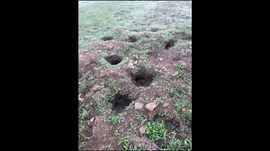 #WildlifeWednesday: Can you identify this critter? If you guessed American badger, you’re right! 🦡 Badgers are listed as species of special concern by the California Department of Fish and Wildlife, meaning they are uncommon or completely absent from areas where they historically lived. We spotted this badger (and burrows) on the newly acquired Wright Hill property, near the Sonoma Coast.* Mostly active at night, badgers are solitary in nature and can be found in open grasslands, fields and pas