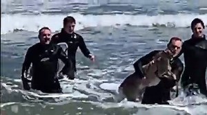 Swimming deer rescued from ocean by surfers in Belmar