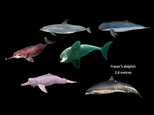 Whale size comparison