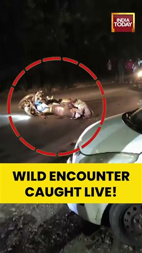 VIRAL VIDEO | Wild Encounter Caught Live! Leopard Gets Stuck After Bike Collision #uttarakhand