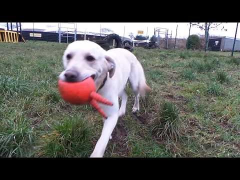 Dogs Trust West Calder - Alfie