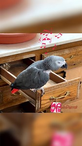 Einstein sings a pretty song for all his crow friends. #parrotwhistles #cawcaw #einsteinparrot #africangrey #funnyparrot #bird #parrot #talkingparrot #birdvideos #einsteinparrot #parrots #africangreyparrots #talkingparrots #talkingbird #parrotsofinstagram #parrotlife #africangreylover #africangreylife #africangreylove | Einstein the Talking Texan Parrot