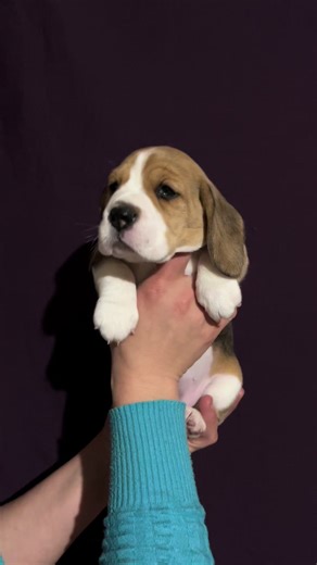 Beagle Puppies: Adorable and Playful Companions