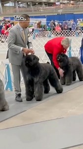 Wow!!!! Congratulations Debbie Bevel Potter! Our youngster Rip has made the TOP 20!!! We are so thrilled. He only just finished his Championship last Oct and only just turned 1 year old last Nov. We are so excited to see where this next year of limited showing takes him. Rip is by health tested parents AKC GRCH Vidar Macy V Rijn En Ijsselland X AKC CH I’m Special The Belle of the Forrest. We can’t tag everyone but Thank you to Frank and Nancy Chandler (sire’s owners), Sharin Myshock Wright and P