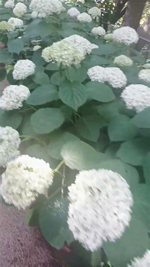 아델라호텔 ㅡ영도. 코레일타고 수국에투어 칠곡북삼ㅡ울산 장생포고래마을ㅡ부산영도태종사.수국에 풍경 여행 #큐사랑엣지헤어