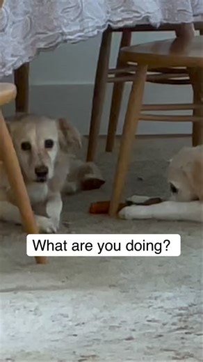 Simba & Lily | What are you doing? Can I try too? 🤍🐶 Young Simba learning from his big sister. #dogsiblings #furrykids #goldenretrieverlife #puppylove... | Instagram