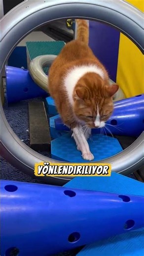 Kediler için en sıra dışı zayıflama yöntemi 🐈‍⬛