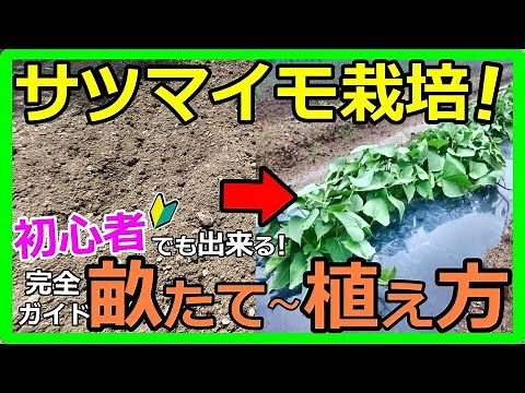 A must-see for beginners! A fun guide to growing sweet potatoes: From making rows to planting!
