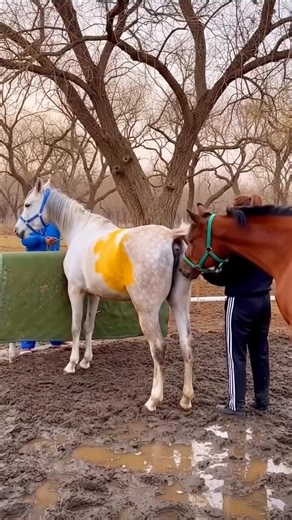Millie Bobby Brown and Her Passion for Horses