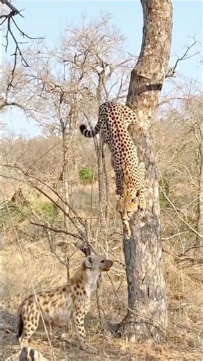 Cheetah's Gamble #cheetah #hyena #fight #battle #wildlife #nature #amazing #attack
