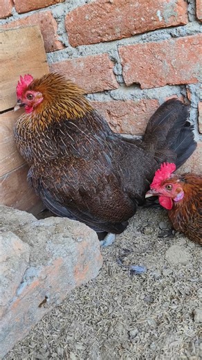 सर्दी में मुर्गी देना कम क्यों खाती हैं 😰 #murgidananhikharahi #desimurgifarm #murgipalan #shorts