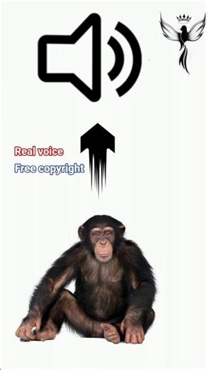 Real Chimpanzee Voice 🐵 | Natural Chimpanzee Sounds | Copyright-Free Animal Audio