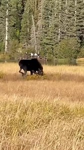 3.8M views · 15K reactions | 浪 -  Via @mfairbourn - #moose #wildlife | The Moose Meadow | Facebook
