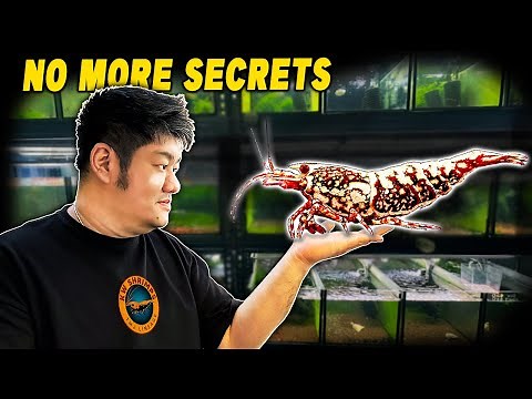 Caridina Master Breeder Reveals his Top Secrets...