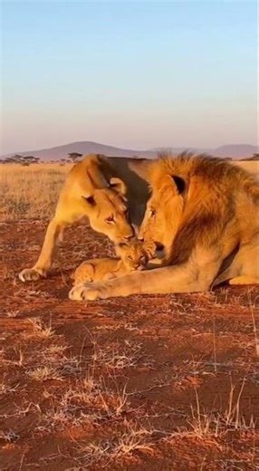 Don't Mess With Mama! 🦁 Lioness Slaps Lion for Scolding Their Cub!