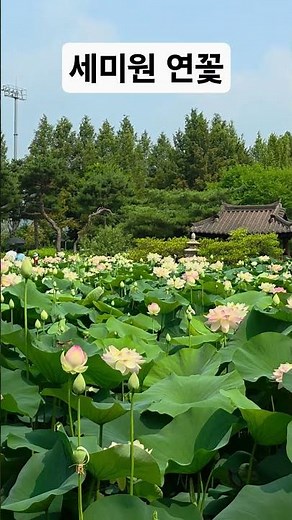 양평 세미원 연꽃축제 지금 예뻐요
