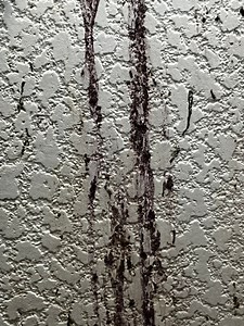 3.1K views · 211 reactions | Puffman’s first Poop Of The Day Runs Down The Wall浪 #parrots #birdpoop | Parrot Playhouse | Facebook