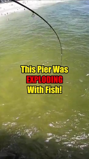 This Pier Was EXPLODING With Fish! #pierfishing #angler #anglerlife | Bearded Brad