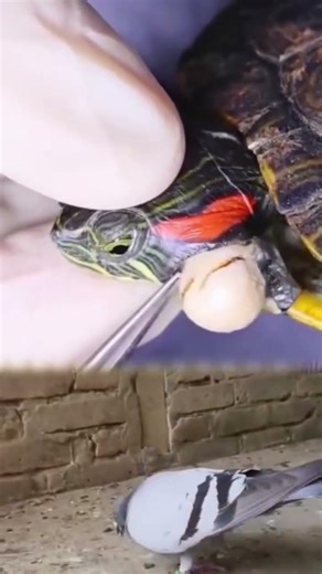 Turtle Eye Infection Treatment | Vet Carefully Removes Severe Infection Near Eye 🐢