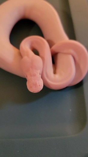 Bedlamwolf on TikTok