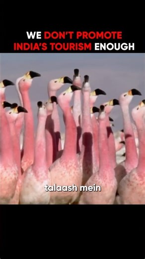 Travel Beyond Bollywood | Episode: 23 #Flamingo #Migration #Travel #India #culture