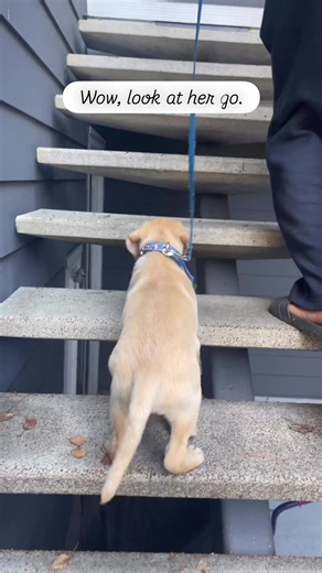 First time climbing stairs when Barney was just 7 weeks old. #memories #dogtok #puppies #puppytok