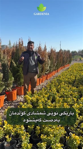 Exploring Gardenia Plants in Sulaymaniyah