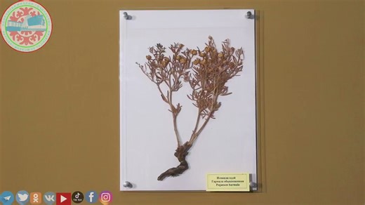 32 reactions · 3 comments | One exhibit - harmala herbaceous plant | Осорхонаи миллии Тоҷикистон/National museum of Tajikistan | Facebook