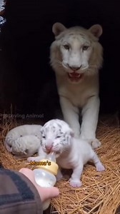 367K views · 10K reactions | Tiger Family rescue #wildliferescue #animalrescue #tiger #tigercub | Saving Animal | Facebook
