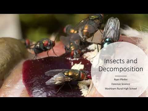 Insects and Decomposition