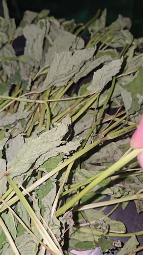 lemon balm harvest drying up nicely & the smell is potent #garden #farmer #farm