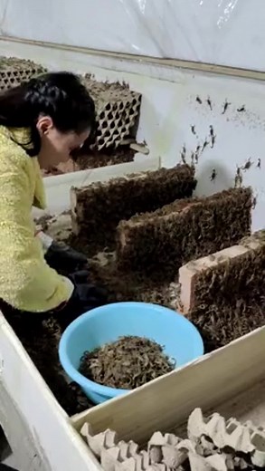 Beekeeping Basics: Safely Handling Honeycombs and Bees