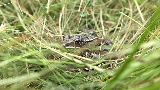 Happy Monday! 🌞 Today, let's hop into the fascinating world of the Plains Leopard Frog (Lithobates blairi)! 🐸 These quick-leaping amphibians are often spotted near wetlands, ponds, and streams, blending seamlessly into their surroundings with their distinctive dark spots. They play a key role in their ecosystems, both as predator and prey—feasting on insects, spiders, and small invertebrates while being hunted by birds, snakes, and larger mammals. ❗️3 Plains Leopard Frog Facts❗️ 🌍 Plains Leop