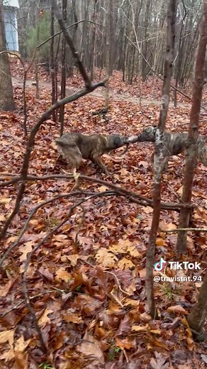 Training Squirrel Dogs for Joyful Outdoor Work
