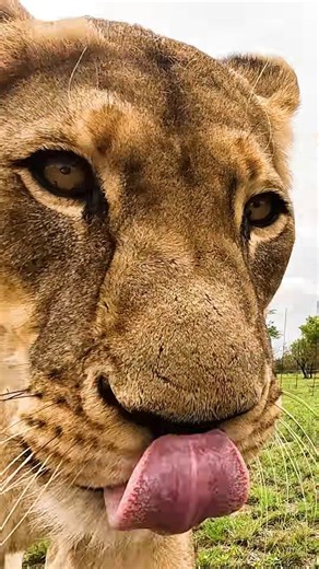 8 LIONS Roar for Dominance #lion #cat #shorts