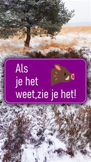 Soms leer je subtiele sporen door het eerst groot aan te pakken! #sneeuw #sneeuwsporen #diersporenlerenherkennen #diersporenvoorgroeneprofessionals #diersporen #spoorzoeken #sporen #spoor #sporenliegenniet #natuur #natuurinnederland #natuurliefhebber #weylintracking #trackandsign | Weylin Tracking