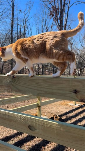 This is HIS fence & he’s a cowboy not an acrobat lol #cat #fence #cowboys | Tara Thompson
