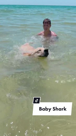 Oliver | Labrador Funny Fails on TikTok