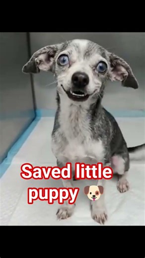 #rescueefforts #adopteddog #rescuedog #animals