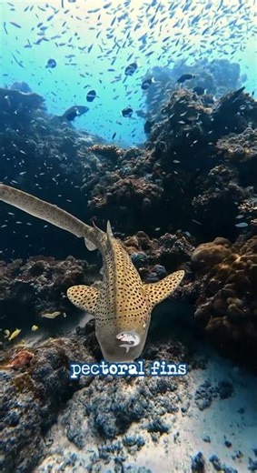 A zebra shark on a coral reef 🦈🌊 #facts #marinebiology #ocean #shorts