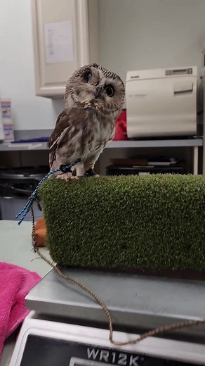 Meet Tito, the Tiny Owl with a Big Heart at Alaska Raptor Center