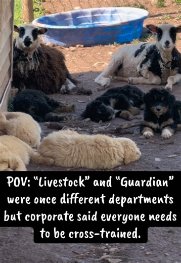 People think sheep are helpless, timid little animals that need protection every second of the day… but honestly, flock animals can be a lot more aware and protective than people realize. These girls chose to bed down around the puppies today, and they’ve been keeping an eye on every little movement out here. Sheep may not guard the same way livestock guardian dogs do, but they absolutely recognize “their” animals, notice when something is different, and often stay close to vulnerable babies in 