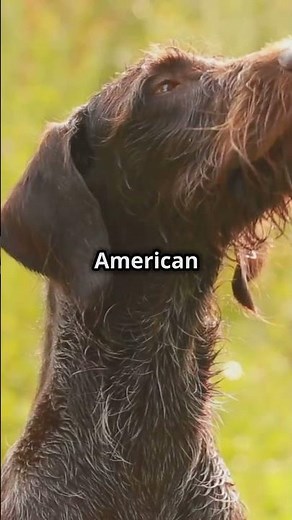 Fox Hunting English vs American Foxhound