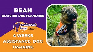 Bean the Bouvier Des Flandres is training to become an assistance dog for his owner. He arrived to us directly from his breeder in France at 7 months of age and needed some help with his confidence out and about. Having grown up in the countryside in France, he needed a confidence boost to adjust to his new life in busy London! Watch his training video below to see his training journey after 4 weeks of residential training with us! Get in touch today to see how we can support your dog's training