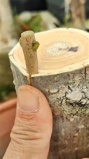 unique and simple technique for grafting trees/plants 🌳🪾🌱#craf #grafting #diy #airlayering #garden
