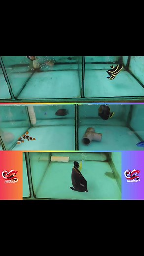 Feeding frenzy. Black velvet angelfish, French Angelfish, Onyx black percula, blue tang, white cheek tang 🔥❤️‍🔥🌟🥳 | Iwarna Aquafarm